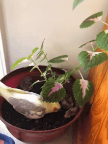 a bird is sitting in a pot with a plant in it