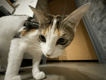 a calico cat wearing a black collar with chinese characters