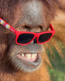 a close up of a monkey wearing a pair of fisher price sunglasses