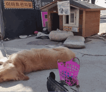 a dog laying on the ground in front of a dog house with a sign that says ' a ' on it