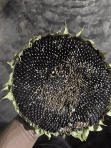 a person is holding a sunflower in their hand which has been cut in half