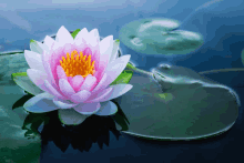 a pink lotus flower is floating in the water