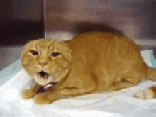 a cat is laying on a bed with its mouth open and yawning .