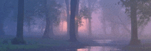 a foggy forest with trees and a puddle in the middle