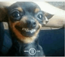 a small dog with braces on its teeth is smiling .