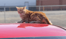 a cat sits on the roof of a red car