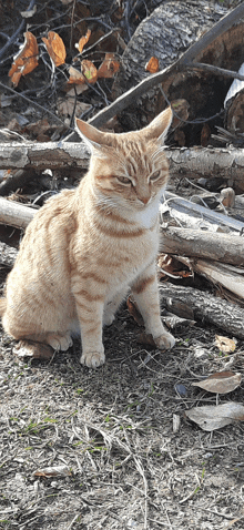 an orange and white cat is sitting in the dirt