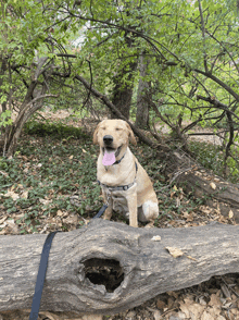 a dog with a pink tongue is sitting on a log