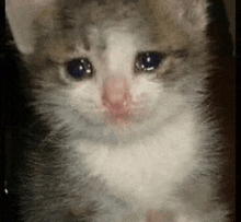 a close up of a kitten with its eyes closed and crying .