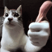 a close up of a cat giving a thumbs up sign