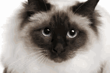 a siamese cat with blue eyes looking at the camera .