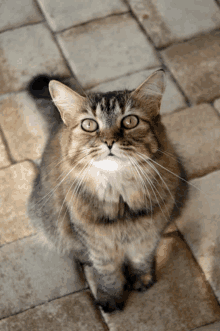 a cat is sitting on a tiled floor looking up at the camera