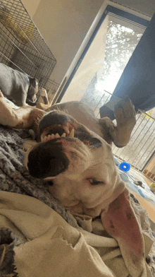 a dog is laying on a blanket with its mouth open