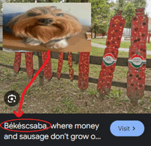 a picture of a dog next to a bunch of sausages with the words " where money and sausage don 't grow "