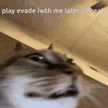 a close up of a cat with the words play evade iwth me later ( threat ) above it