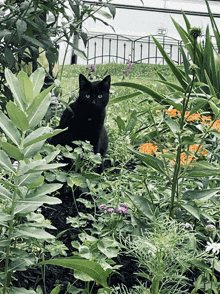 a black cat sitting in a garden surrounded by plants