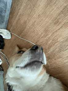 a close up of a dog laying on a wooden surface