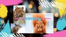 a leopard a squirrel and a sheep are shown in a collage with the word animal above them