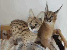 two kittens are sitting next to each other on a blanket .