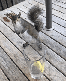 a squirrel sits on a wooden table next to a glass