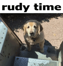 a dog is standing on a set of stairs next to a sign that says rudy time