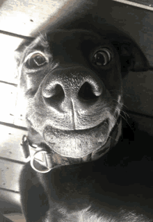 a close up of a dog 's face with a collar on