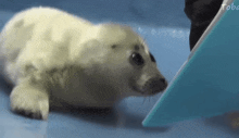 a seal puppy is looking at a blue book on a table .