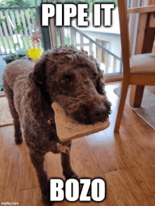 a dog holding a piece of bread in its mouth with the caption pipe it bozo below it