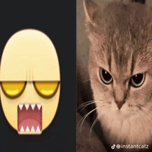 a picture of a cat next to a picture of an angry face