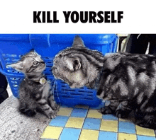 a cat and a kitten are looking at each other in a basket .