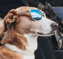 a brown and white dog wearing sunglasses is sitting next to a car .