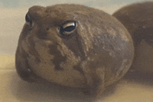 a close up of a frog sitting on top of a white surface .