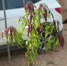 a plant with red leaves is growing in front of a car