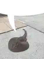 a stingray is laying on a sidewalk with a speech bubble in the background