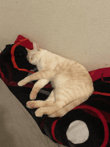 a cat is sleeping on a blanket with a red white and black pattern