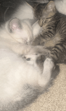 a couple of cats laying on a carpet with their paws together