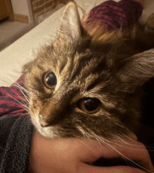 a close up of a cat laying on someone 's arm