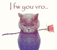 a cat is holding a rose in its mouth with the words " ifw you vro " above it