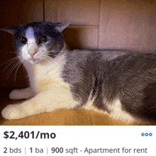 a gray and white cat laying on a wooden floor next to a sign that says apartment for rent