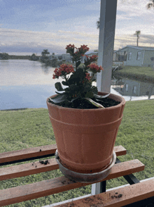 a potted plant with red flowers sits on a wooden shelf outside