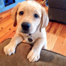 a puppy with a tag on its neck is laying on a couch