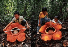 a man and a boy are measuring a giant flower in the jungle .