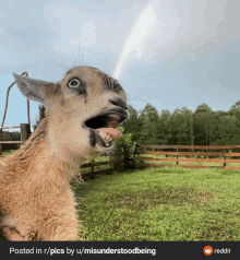 a picture of a goat with its mouth open and a rainbow in the background