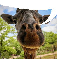 a close up of a giraffe 's nose with a white border