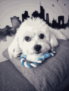 a small white dog laying on a pillow with a blue and white rope toy around its neck