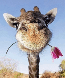 a giraffe with a flower in its mouth looking at the camera