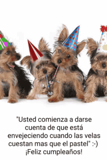 four yorkshire terriers wearing party hats are sitting in a row on a white background