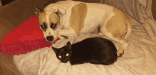 a dog laying next to a black cat on a couch