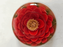 a red flower with a yellow center is in a glass bowl