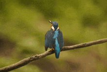 a blue and white bird perched on a branch with a green background